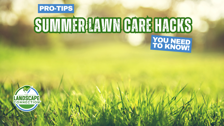 summer lawn care