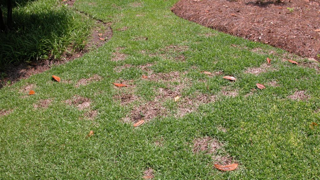 Lawn Disease Control Tips
