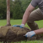 How to Plant a Tree: Part 1 Planting Your Tree the Right Way