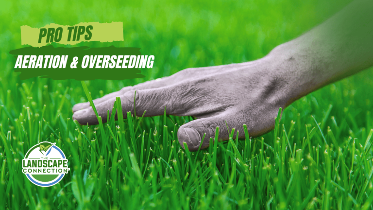lawn aeration and over-seeding tips